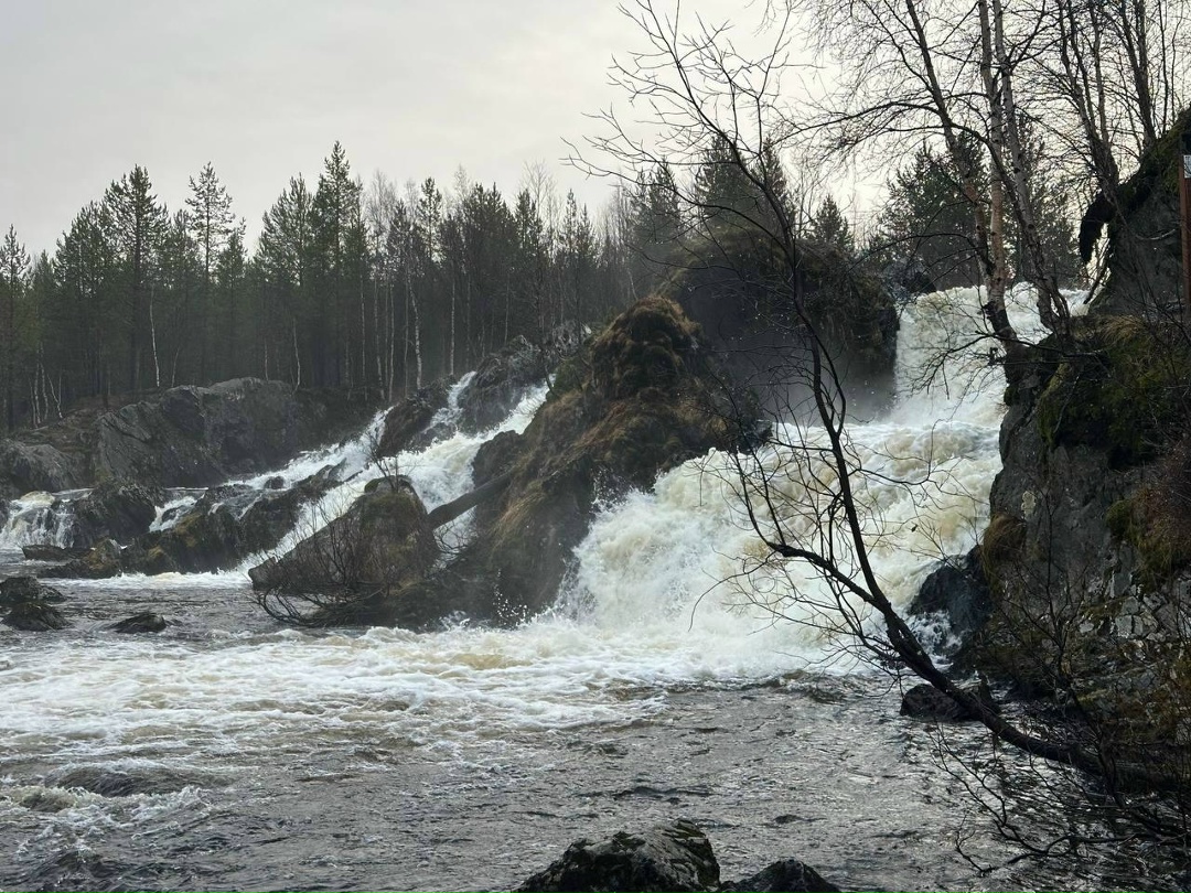 «Присели на дорожку»: полсотни лебедей приземлились на озере Куэтсъярви