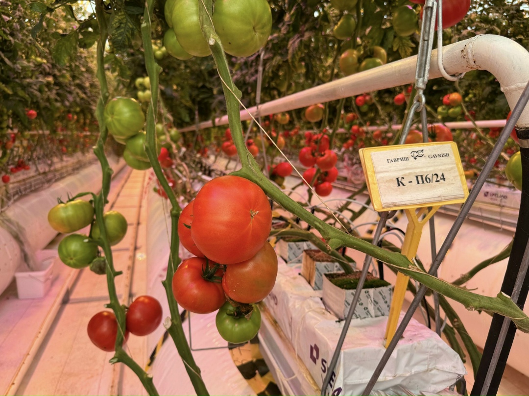 Несколько лет назад компания «Гавриш» вела семеноводческую деятельность в Италии, Индии, Китае, но из-за дорогой логистики и стоимости самих услуг по…