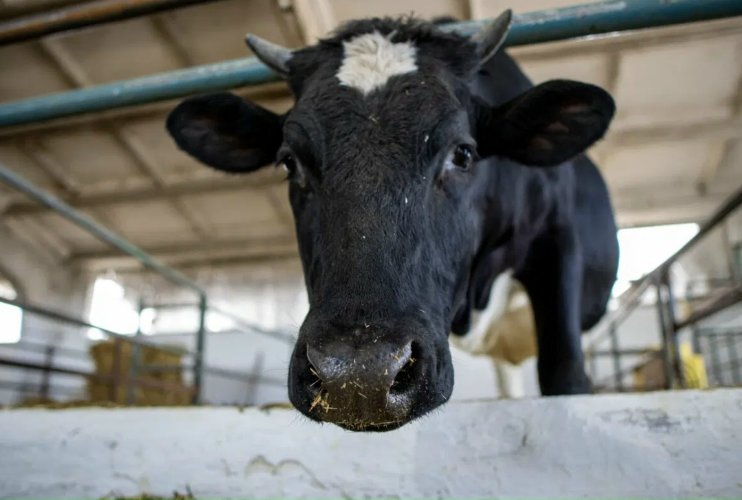 На ферме группы компаний «Прогресс Агро» родились два клонированных теленка — Милка и Искорка. Оба животных являются генетическими копиями первого…