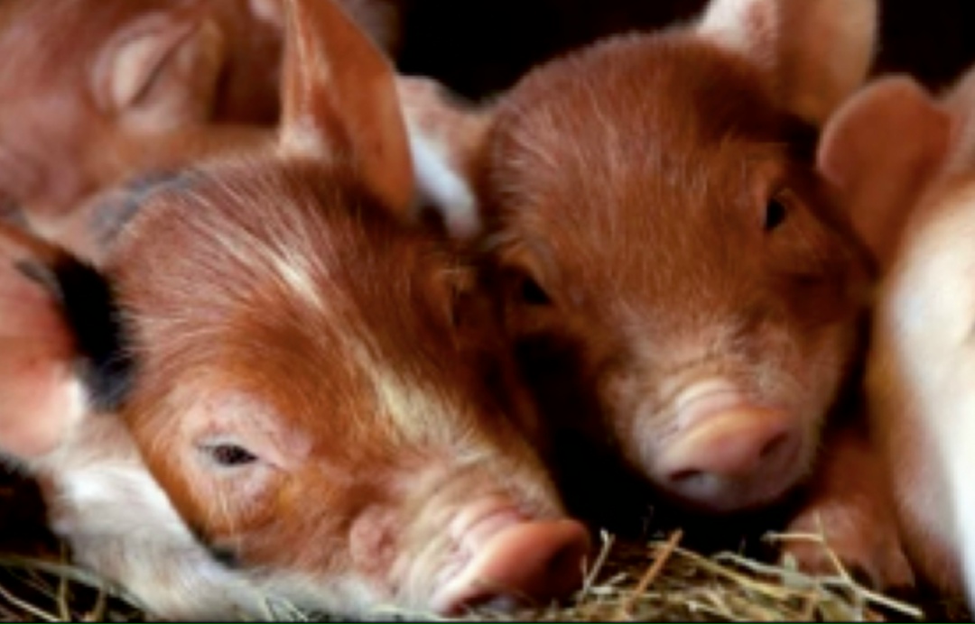 Селекционно-генетический центр Башкирской мясной компании (БМК) в 2025-2026 годах поставит в Казахстан более 5,8 тыс. высокопродуктивных племенных свиней.…