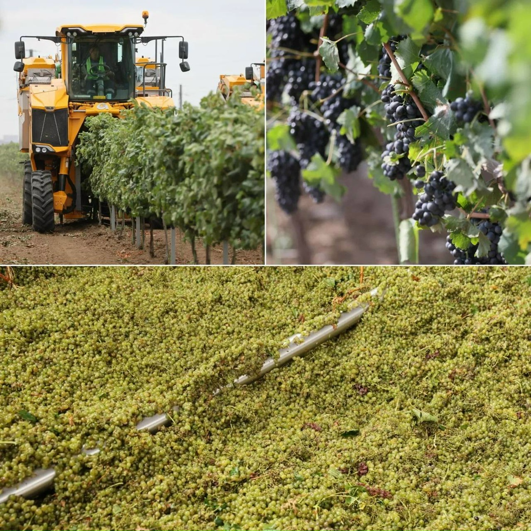 В Краснодарском крае завершен сбор винограда, урожай достиг 305 тыс. т, что стало рекордным показателем за всю историю региона, сообщил в своем Телеграм-канале…