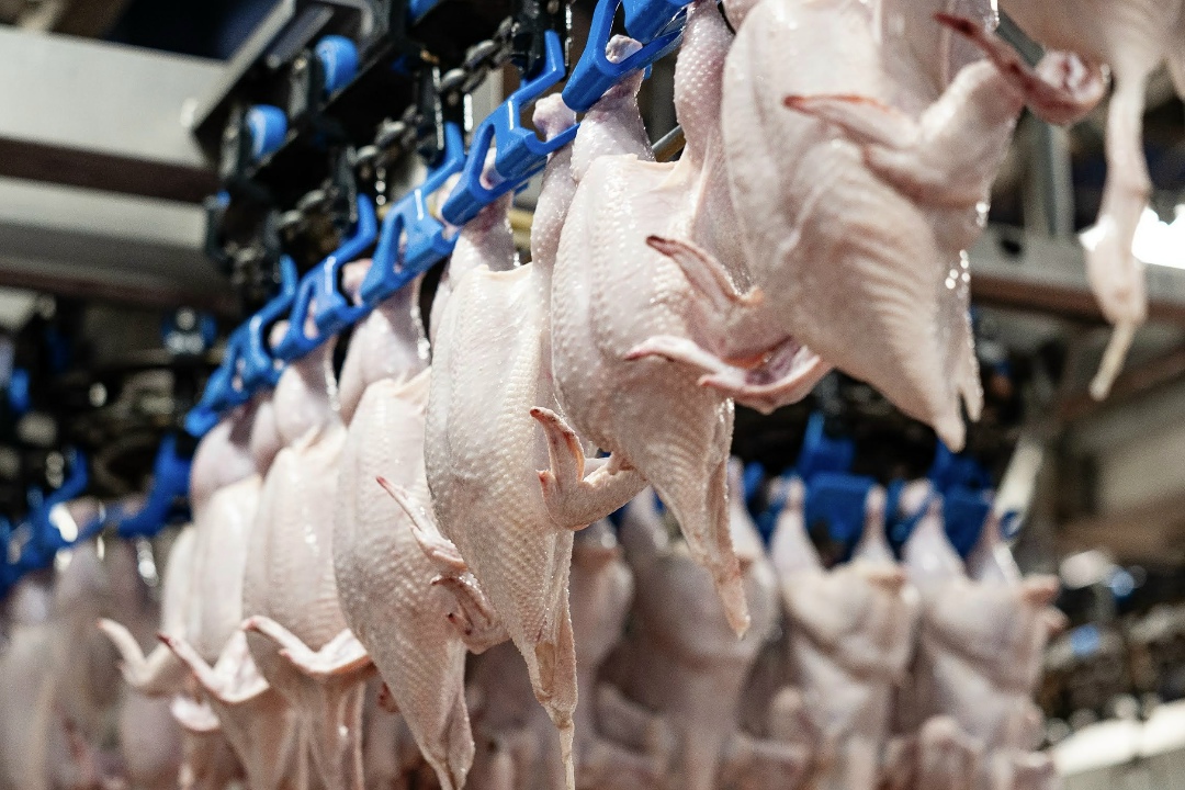 Группа «Черкизово» за пять месяцев провела более 500 аукционов по реализации курицы, свинины и индейки на Национальной товарной бирже (НТБ). Общий объем продаж…