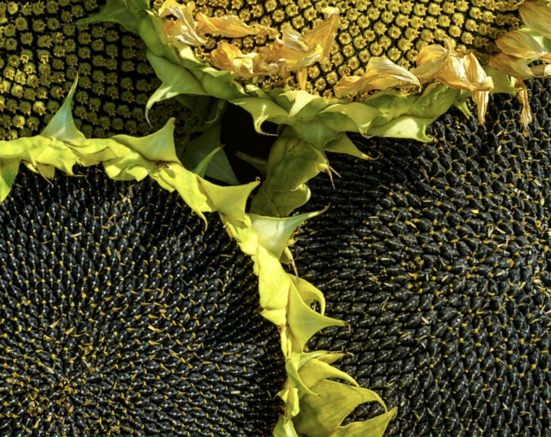 Урожай основных масличных культур в России (с учетом всех регионов) этом году составит 32,6 млн т (в 2024-м, по данным Росстата, 28,6 млн т). Из них…