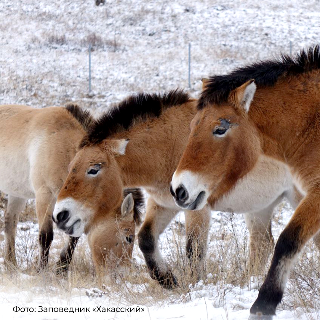 Не каждый день увидишь, как дикие лошади летят на борту самолета. Тем более – лошади Пржевальского, занесенные в Красную книгу.