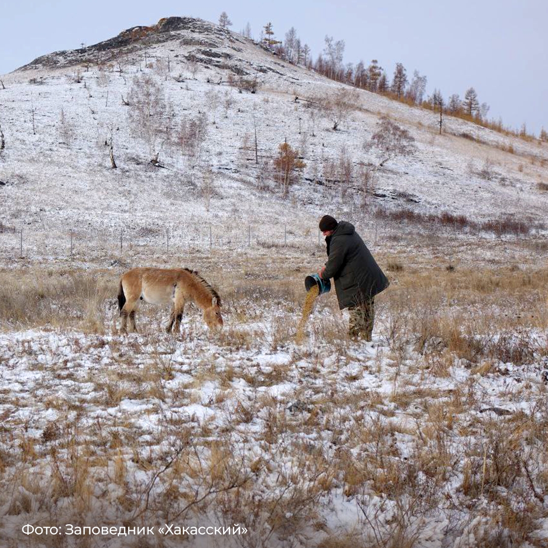 Не каждый день увидишь, как дикие лошади летят на борту самолета. Тем более – лошади Пржевальского, занесенные в Красную книгу.