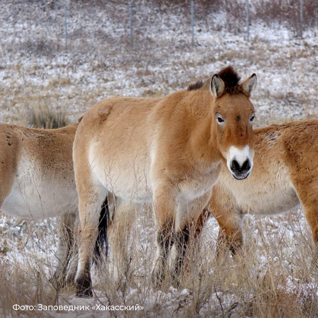 Не каждый день увидишь, как дикие лошади летят на борту самолета. Тем более – лошади Пржевальского, занесенные в Красную книгу.