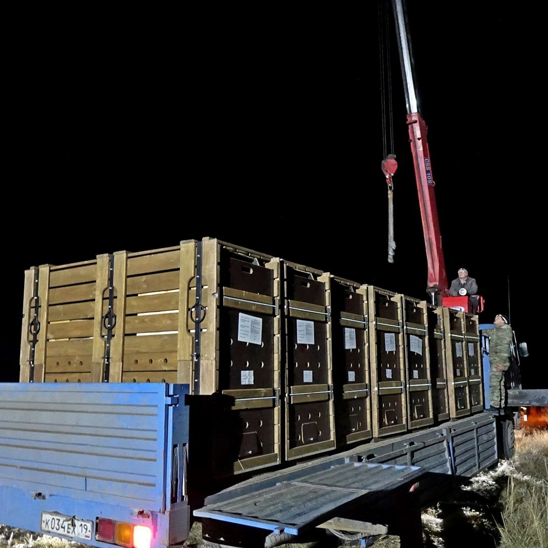 Не каждый день увидишь, как дикие лошади летят на борту самолета. Тем более – лошади Пржевальского, занесенные в Красную книгу.