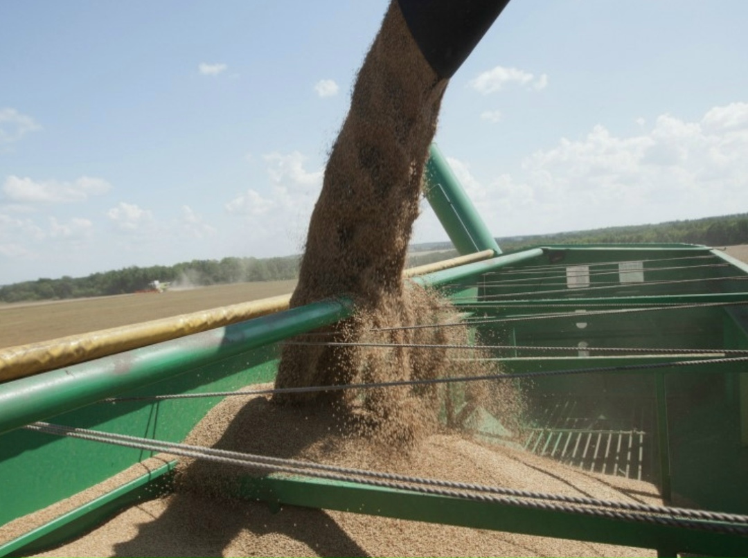 В этом году урожай зерна составит 137,1 млн т, из них 88,2 млн т — пшеница, следует из консенсус-прогноз Центра ценовых индексов (ЦЦИ) на основе очередного…