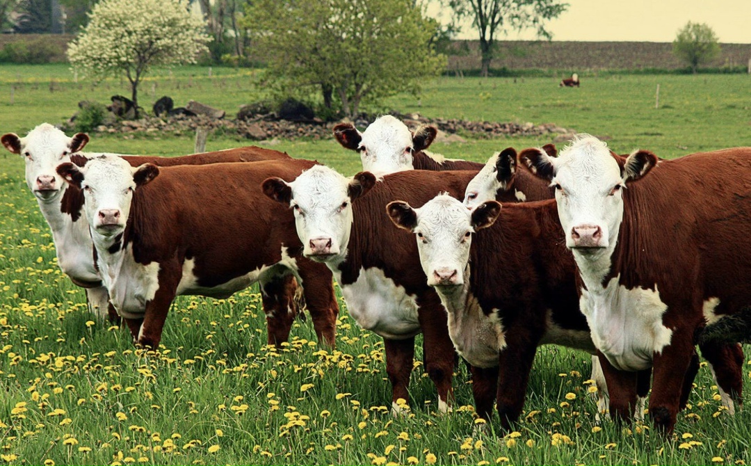 Объем производства животноводческой продукции по итогам 2025 года вырастет примерно на 2,5-2,6%. Такой прогноз в ходе выставки «Югагро-2025» озвучила министр…