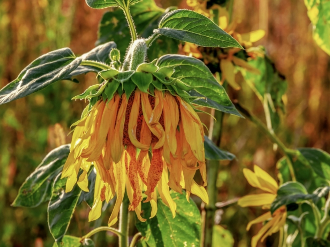 Агробиотехнопарк «Кластер Вавилов» и агрохолдинг «Просторы» на выставке «Югагро-2025» заключили соглашение о стратегическом сотрудничестве