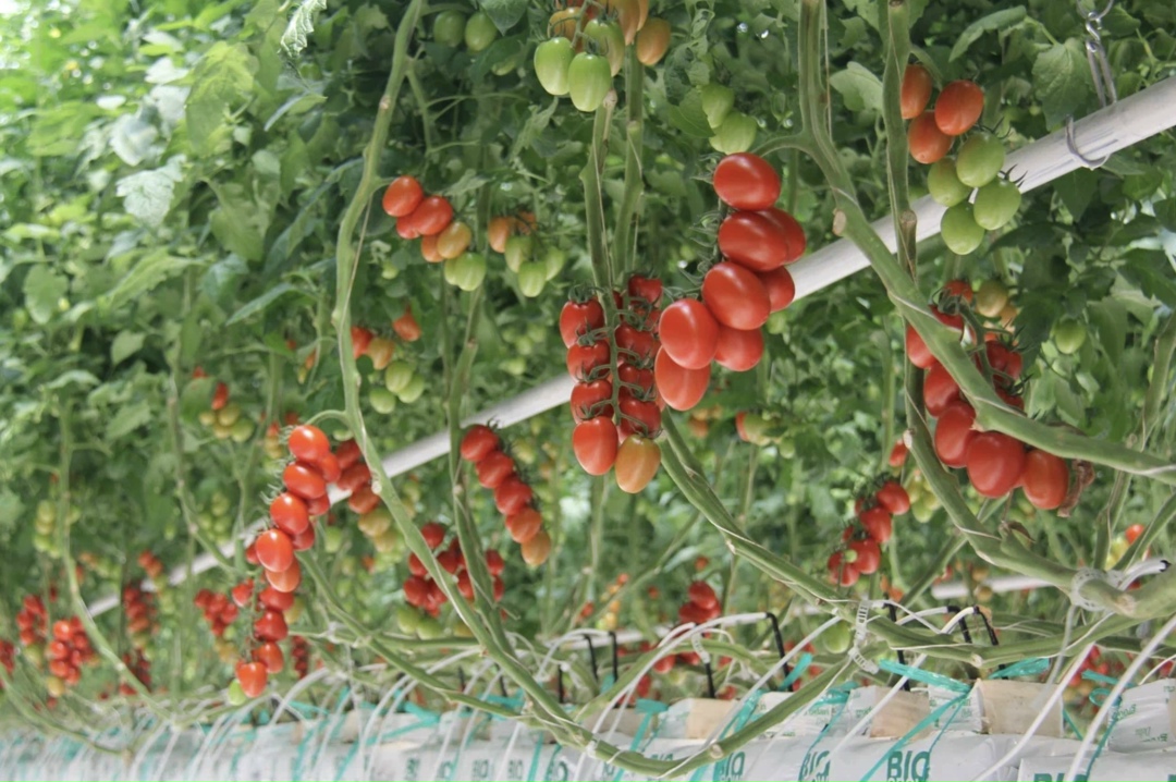 Россельхозбанк определил топ-10 регионов по увеличению сбора тепличных овощей. Рейтинг возглавили Северная Осетия – Алания и Кабардино-Балкария, где прирост…