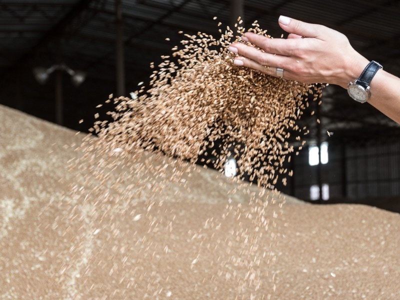 В России упростят условия торгов зерном на бирже. Пробные торги для желающих компаний будут доступны с 20 декабря 2025 года. Об этом сообщила министр сельского…