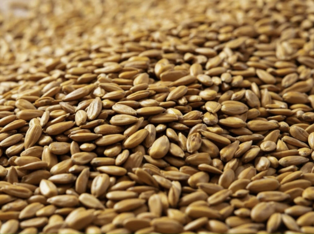 На волне экспорта. Ростовская область задает тон на рынке растительных масел