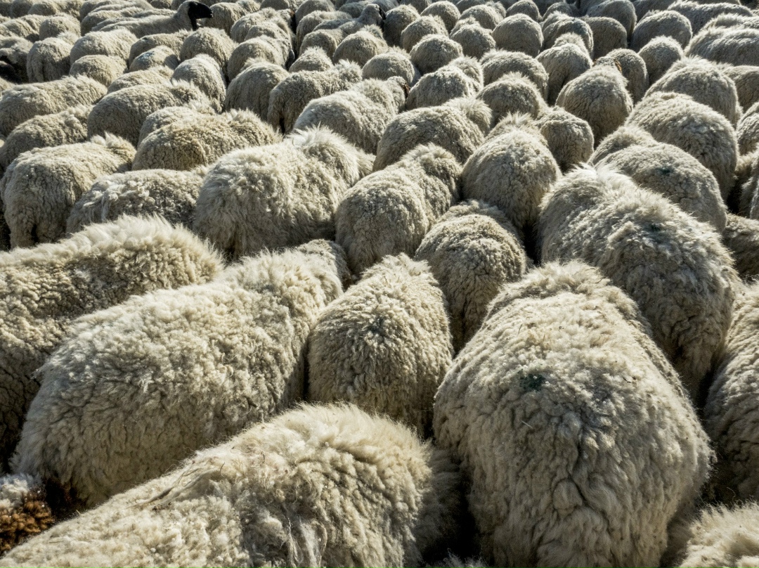 Шерсть может стать биржевым товаром в России, это предусмотрено «дорожной картой» развития отрасли