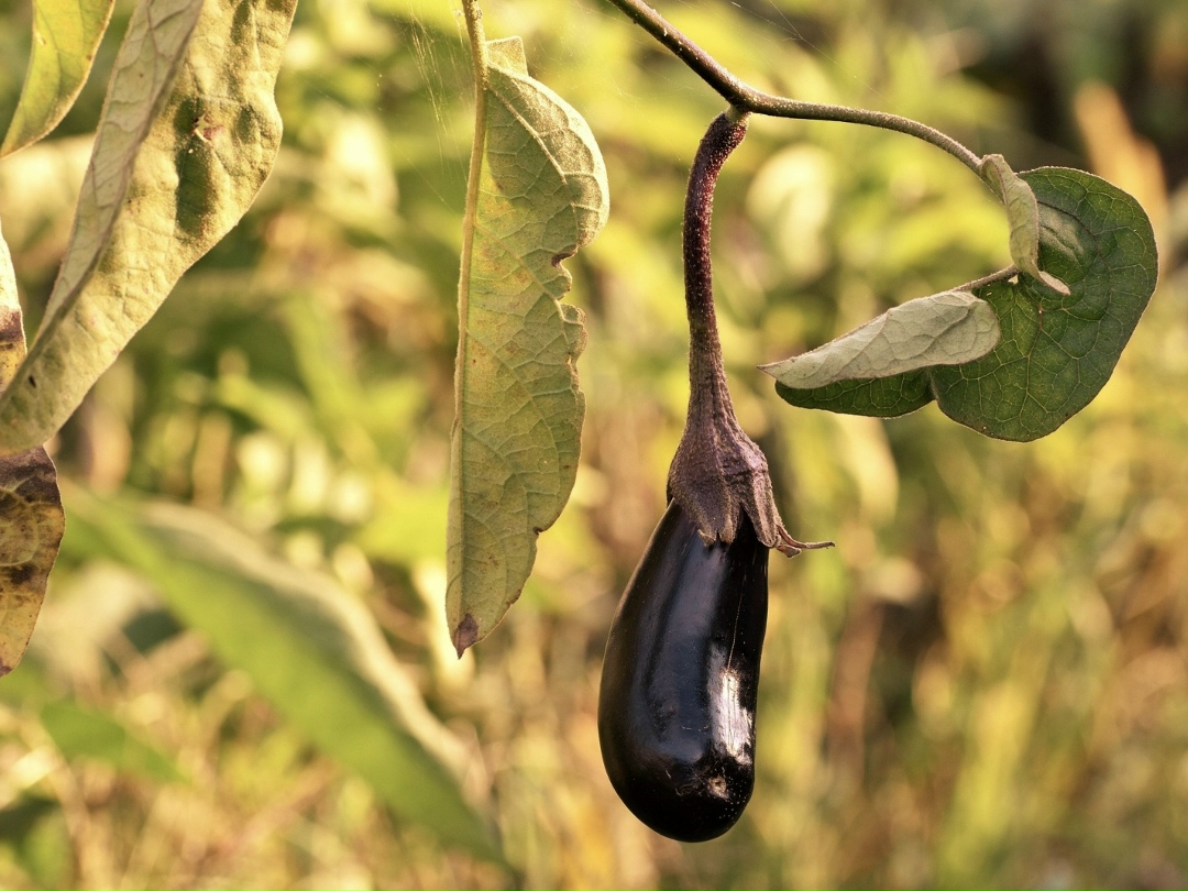 Производство тепличных баклажанов «Рязанские росы» выйдет на полную мощность в 2026 году, сообщает Корпорация развития Рязанской области со ссылкой на…