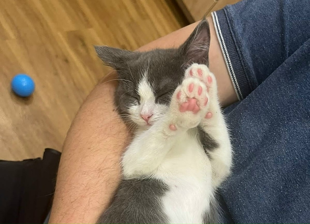 ИСТОРИЯ ОТ НАШИХ ВОЛОНТЕРОВ Им удалось найти семью для молодой кошечки Анфисы.