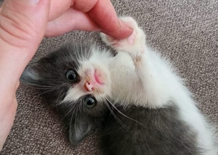ИСТОРИЯ ОТ НАШИХ ВОЛОНТЕРОВ Им удалось найти семью для молодой кошечки Анфисы.