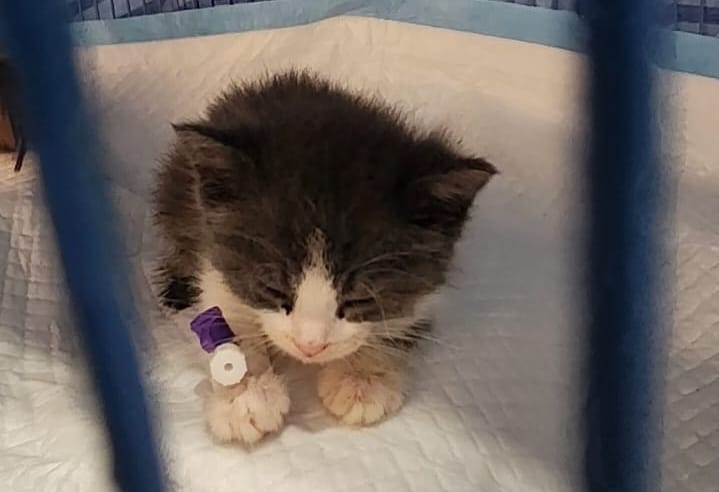 ИСТОРИЯ ОТ НАШИХ ВОЛОНТЕРОВ Им удалось найти семью для молодой кошечки Анфисы.