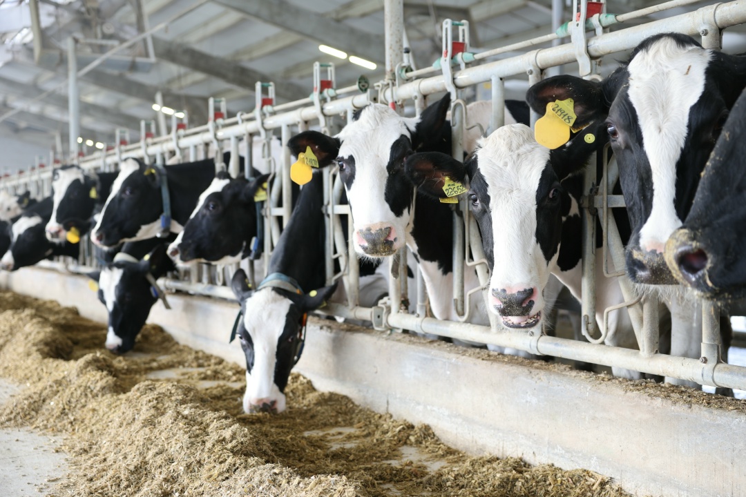 «Молочный пояс» – новые возможности для отрасли