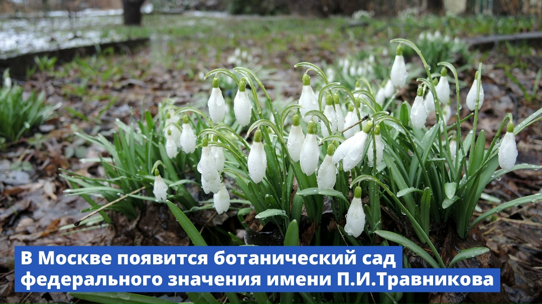 В Москве появится ботанический сад федерального значения имени П.И.Травникова.