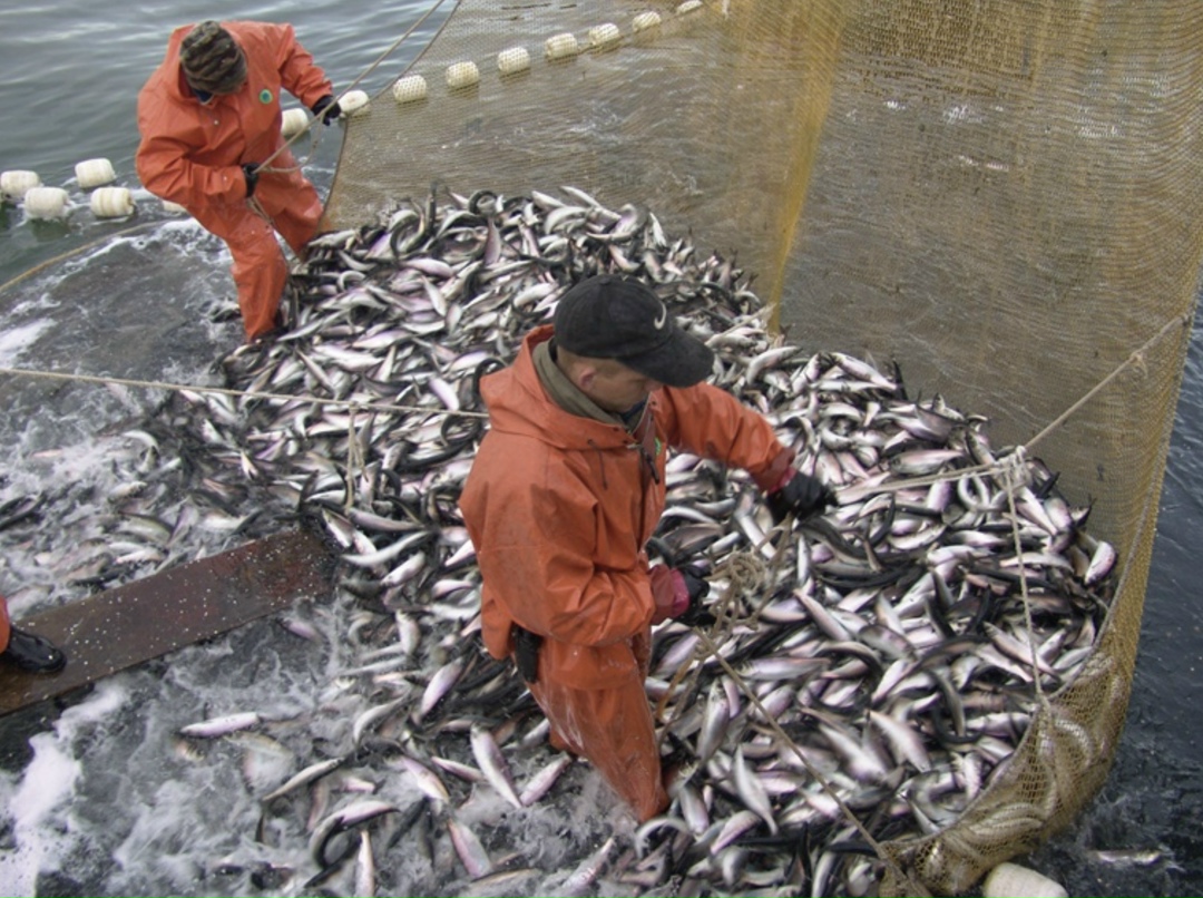 Российские рыбаки в 2025 году смогут выловить 4,8 млн т водных биоресурсов, сообщил заместитель руководителя Росрыболовства Василий Соколов, пишет «Финмаркет».…