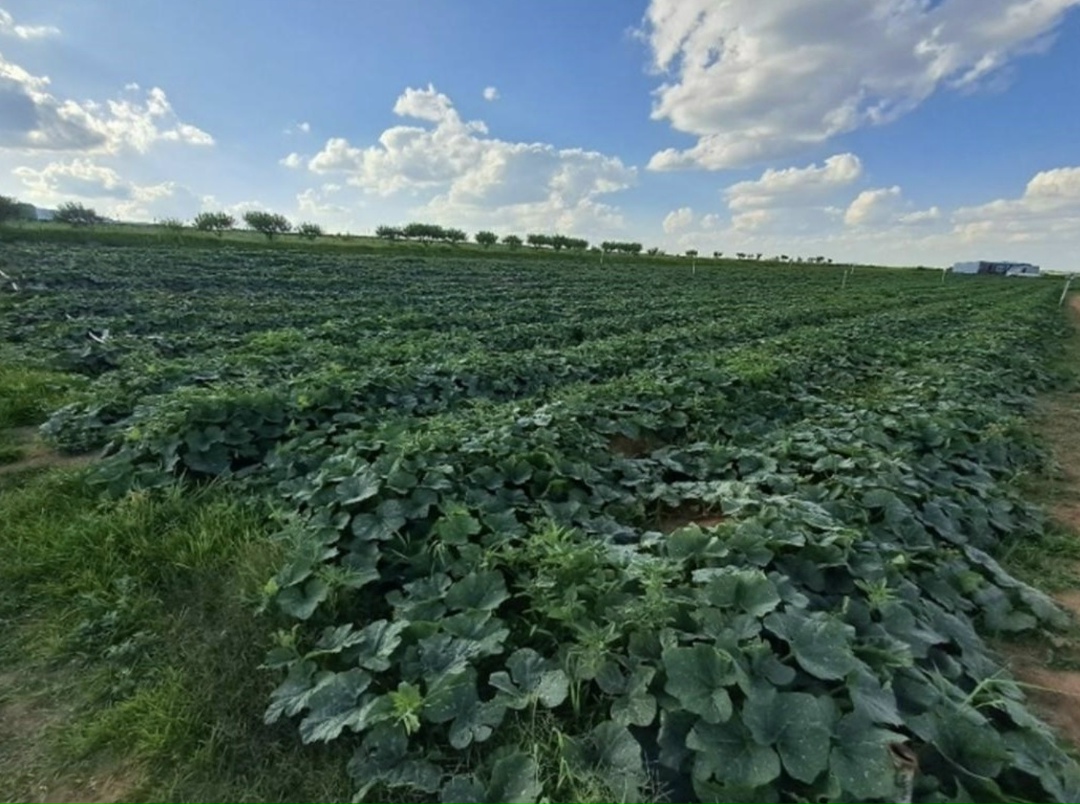 Южно-Африканское Лесото будет сотрудничать с Россией для развития органического сельского хозяйства
