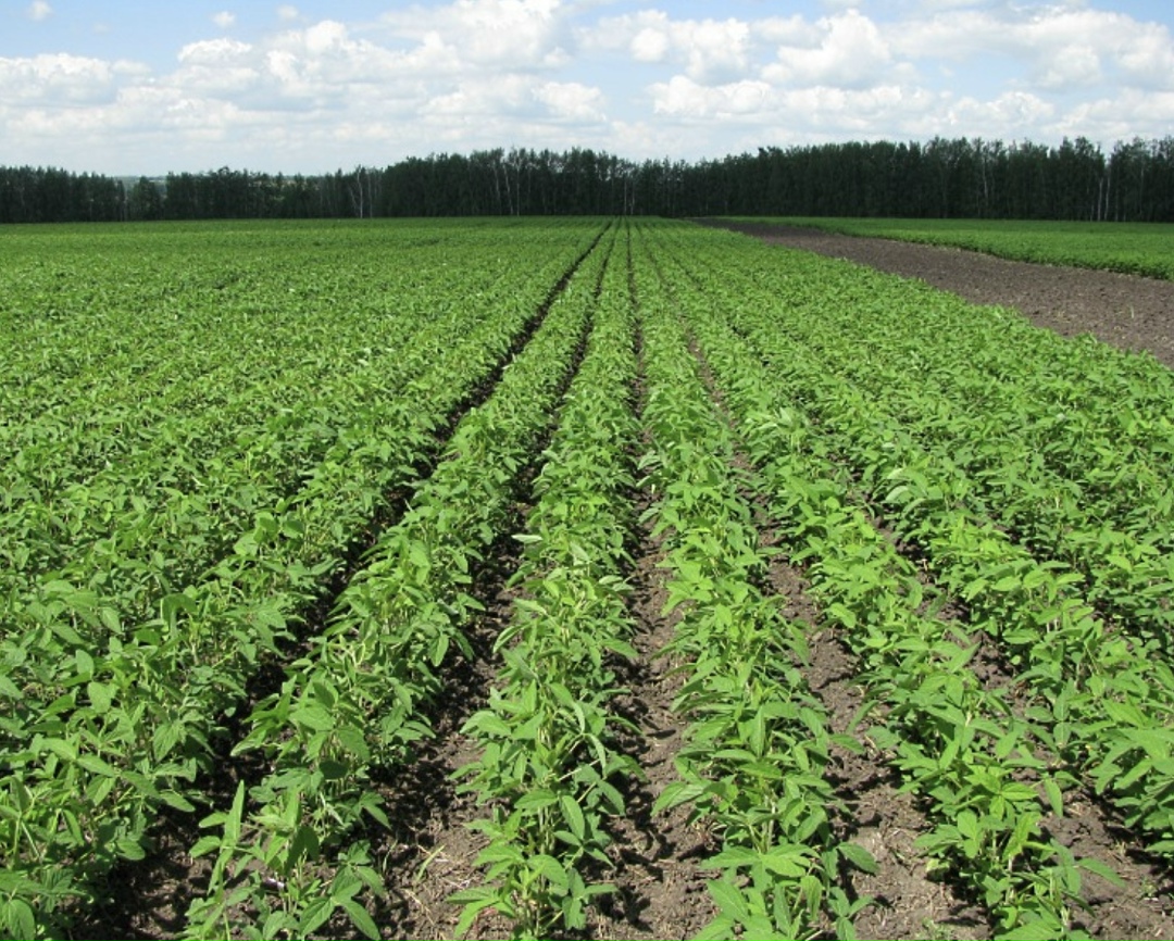 По данным Института конъюнктуры аграрного рынка (ИКАР), сахарная свекла в России уже убрана практически с 95% посевных площадей (в 2025 году этой агрокультурой…