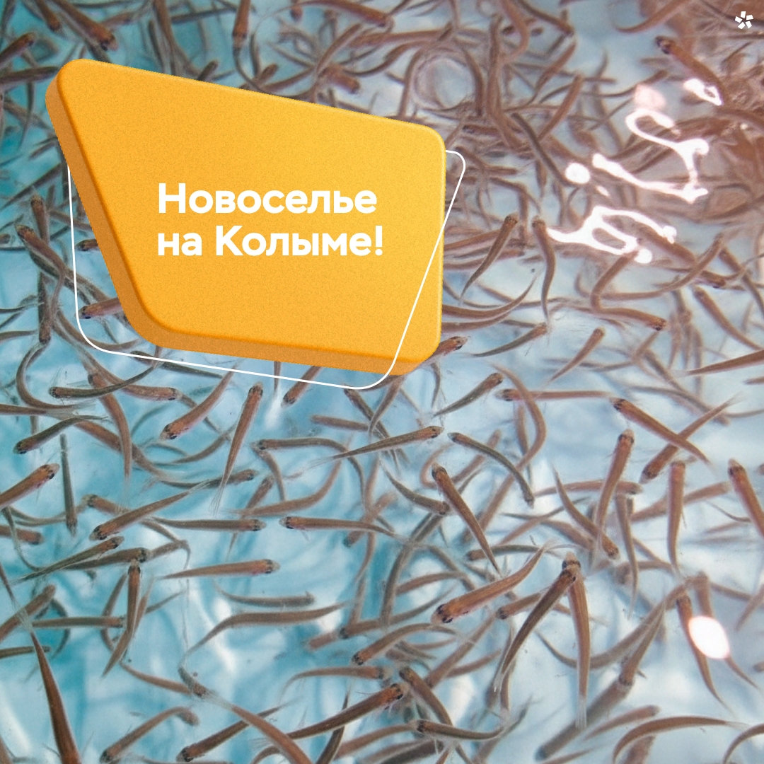 Почти 400 000 мальков пеляди обрели новый дом!