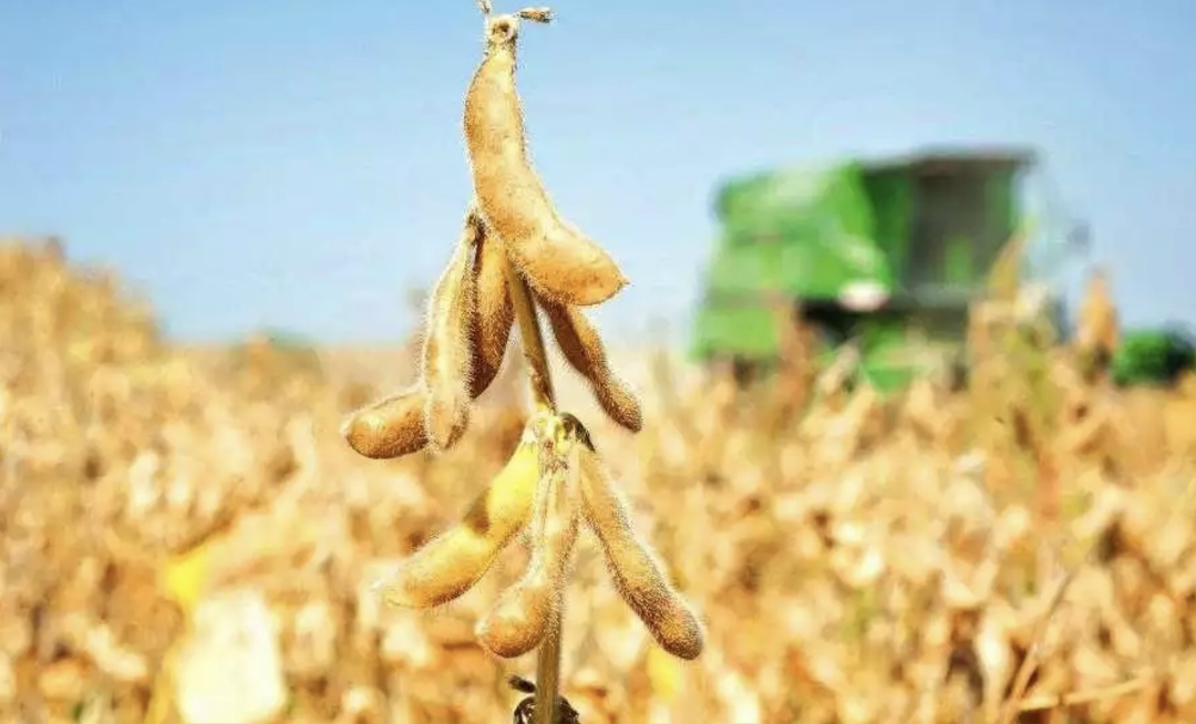 Центр отраслевой экспертизы РСХБ обновляет прогноз по сбору масличных культур