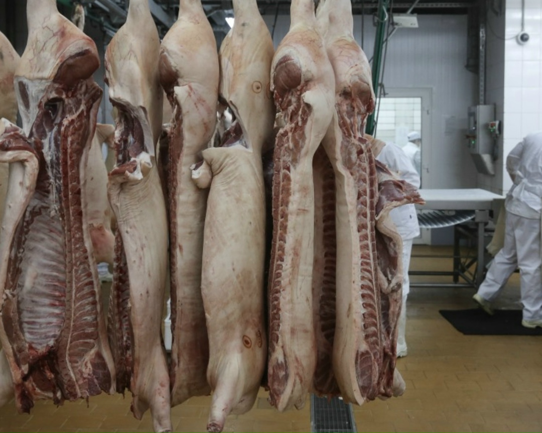 По прогнозу Национального союза свиноводов, производство свинины в сельхозорганизациях по итогам года увеличится 0,3-0,5%. При этом объемы в ЛПХ и КФХ…