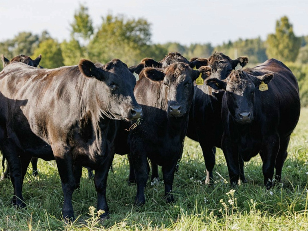 В ответ на публикацию колонки-мнения «Парниковый эффект vs