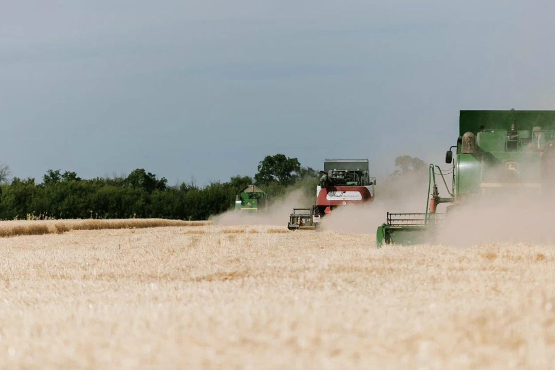 В этом году хозяйства всех категорий Южного федерального округа снизили сбор зерновых культур на 12,1%, до 28,2 млн т. При этом в Ростовской области урожай…