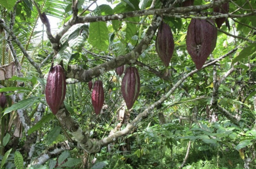 Какао-бобы подешевели до минимума с февраля 2024 года
