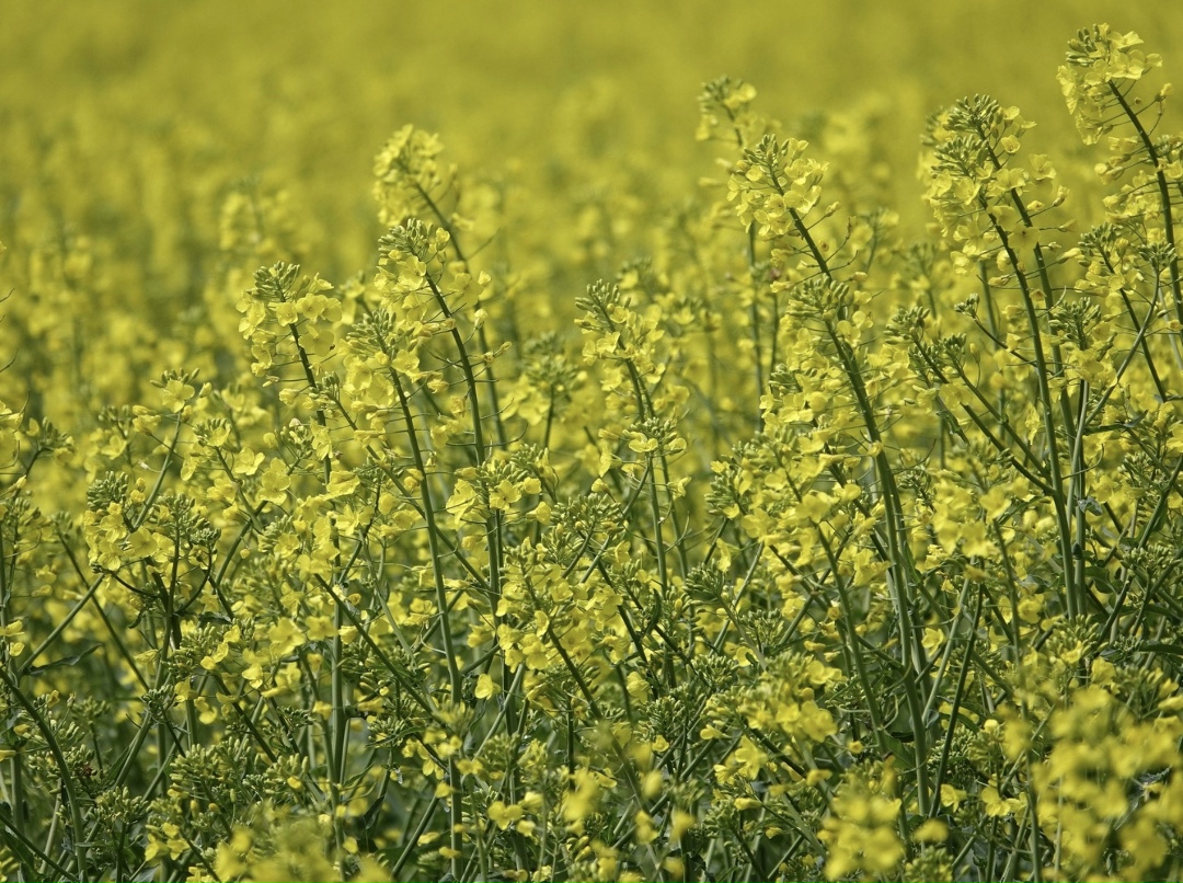 За период с января по октябрь Россия экспортировала 5,2 млн т растительных масел, что на 21% меньше, чем за аналогичный период прошлого года, пишет…