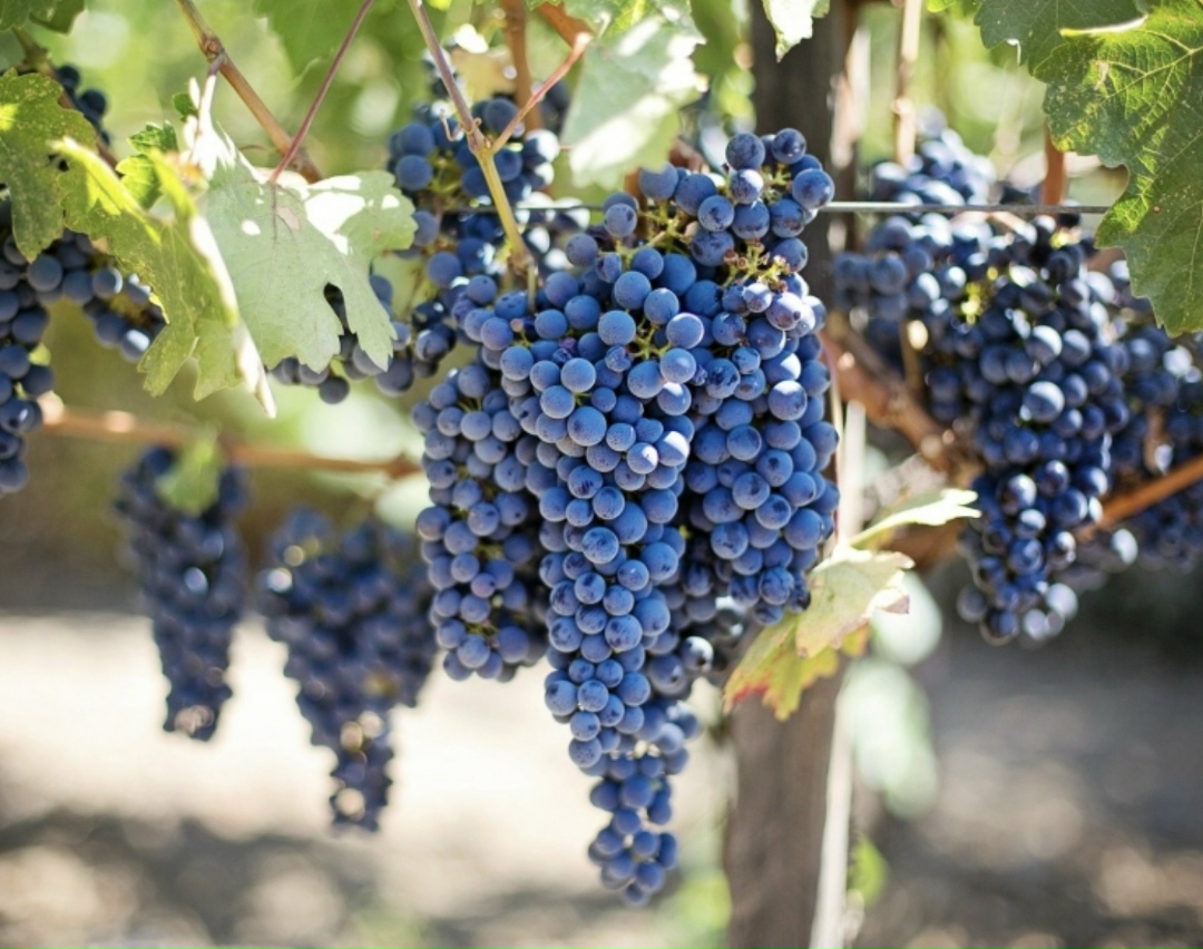 В этом году урожай винограда в хозяйствах «Абрау-Дюрсо» (около 4 тыс. га) составил рекордные 26,667 тыс, несмотря на сложные погодные условия. Значимым стал…