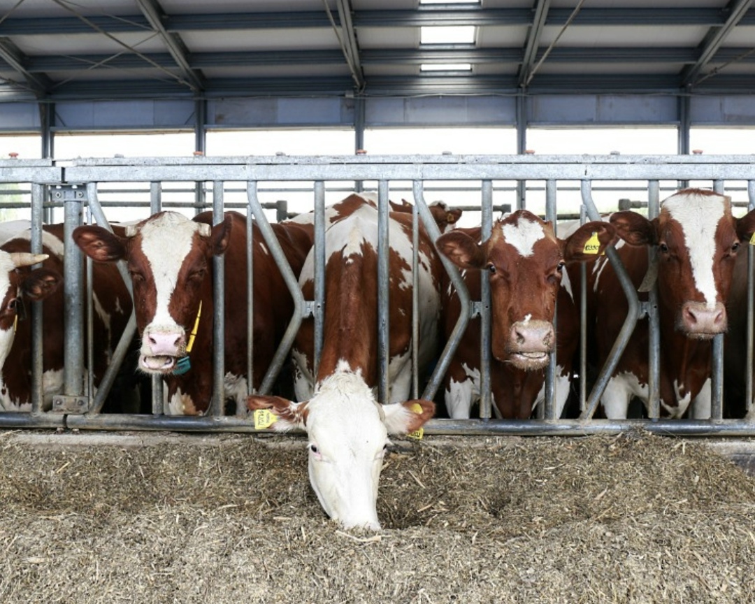 «Агроэко» завершает строительство молочного комплекса в Воронежской области