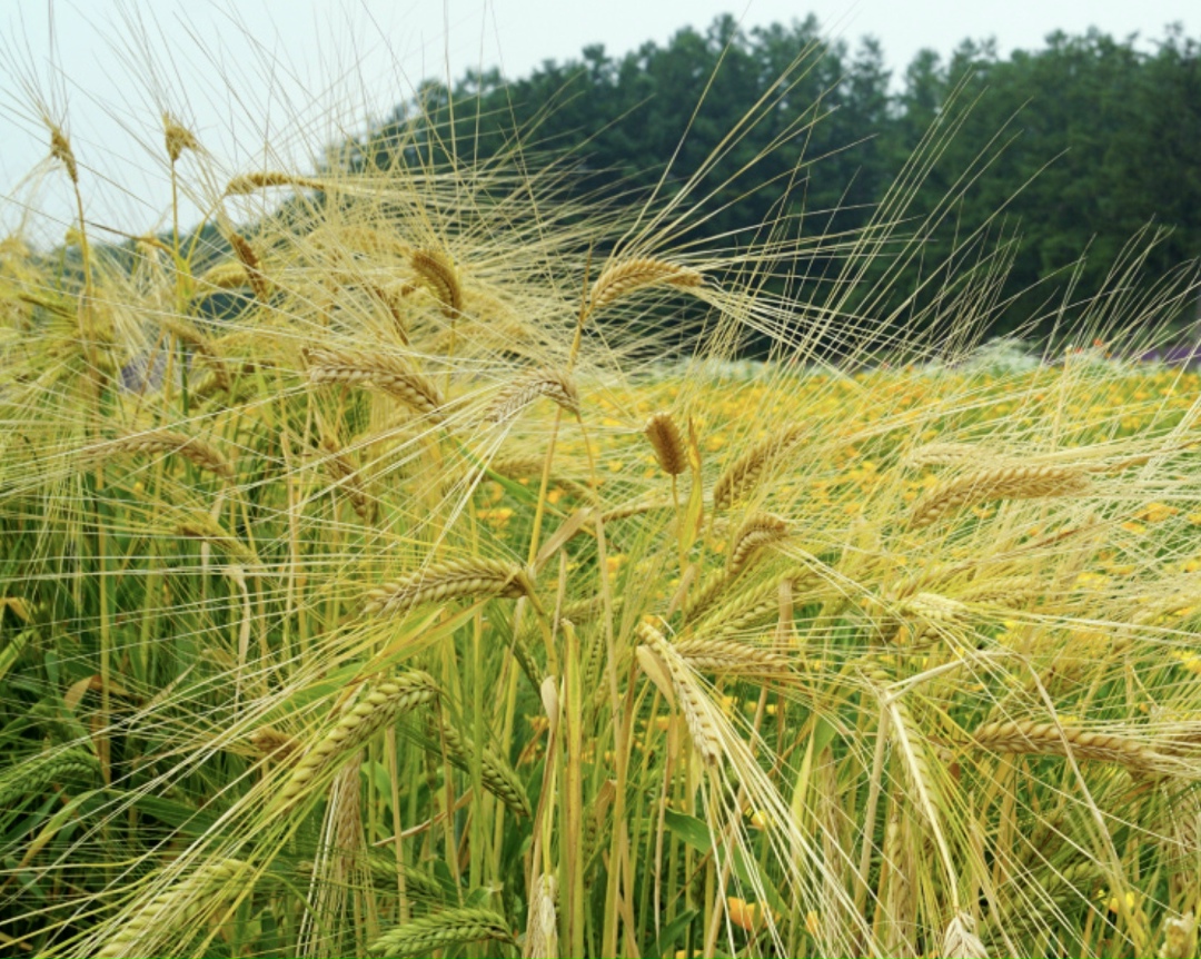 Экспорт ячменя в Египет в январе-октябре 2025 года составил более 32 тыс. т на сумму почти $8 млн. Основная часть поставок пришлась на октябрь. Это…