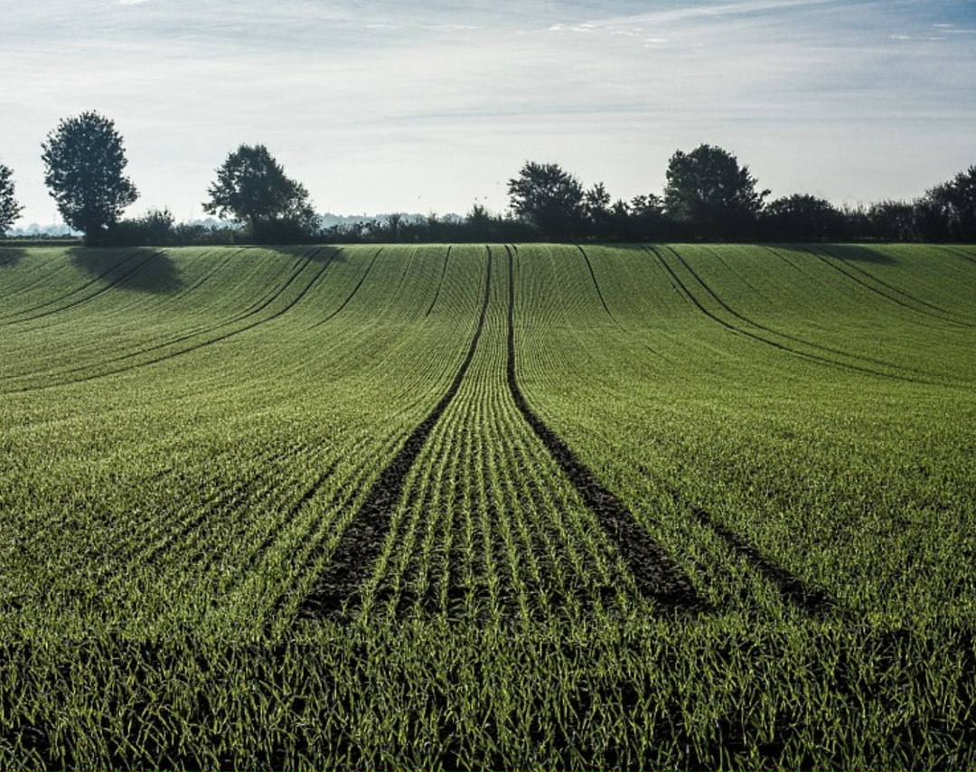 Аномально теплый ноябрь благоприятно повлиял на озимые посевы в Крыму. Об этом в эфире радио «Спутник в Крыму» рассказал заместитель министра сельского…