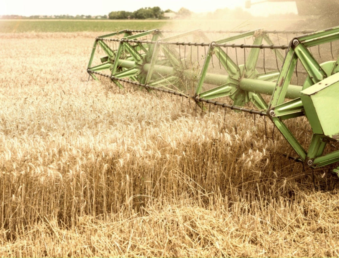 Первые прогнозы производства пшеницы в следующем году немного ниже оценок за 2025-й. Так, большинство экспертов, опрошенных «Интерфаксом», считают, что ее…