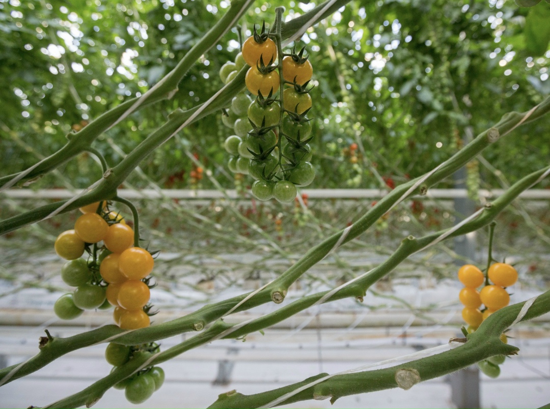 Сбор тепличных овощей по итогам 2025 года составит 1,65 млн т против 1,63 млн т в 2024-м. Такой прогноз озвучил президент ассоциации «Теплицы России» Алексей…