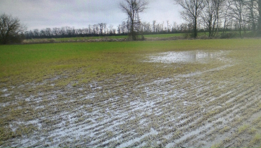 Национальный союз агростраховщиков (НСА) ввел режим мониторинга в связи с объявлением режима ЧС в АПК Орловской области из-за переувлажнения почвы, которое…