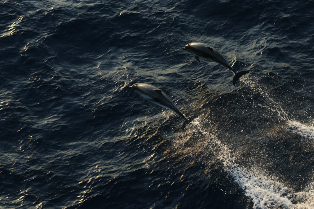 Когда сердце чувствует море Делимся кадрами Никиты Мальцева, который проходит практику на одном из судов FESCO.