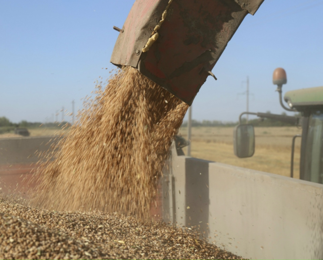 По предварительным оценкам, в этом году урожай основных зерновых культур в хозяйствах «Мираторга» составит 2,2 млн т — это на 41% больше, чем в 2024-м. В том…