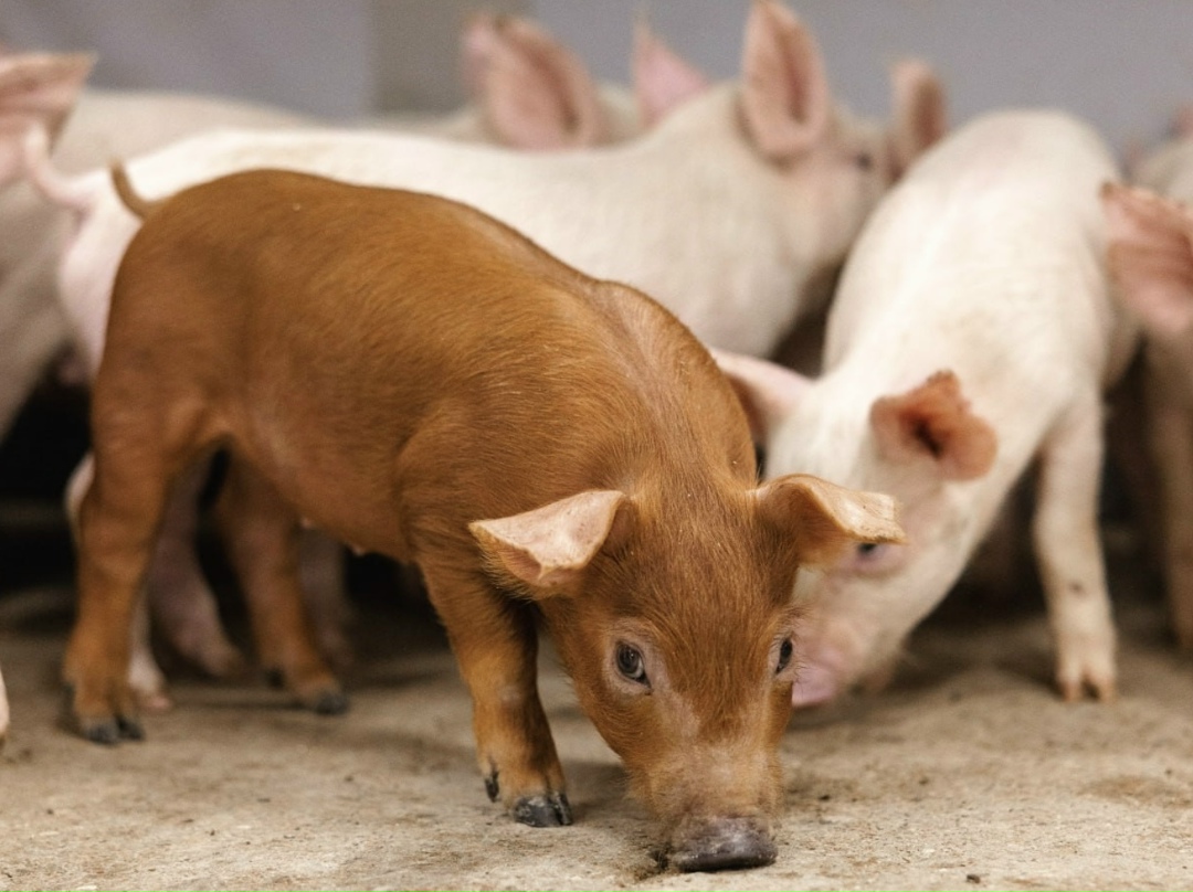 «Родниковский свинокомплекс» в Челябинской области (РСК, входит в группу «Таврос») завершил основной этап комплексной модернизации и начал производство на…