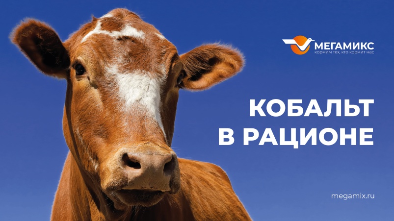 Кобальт в кормлении коров