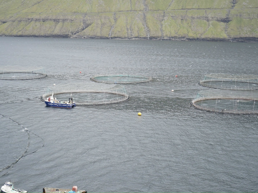 Доля прибыльных сельхозорганизаций в растениеводстве и животноводстве, охоте, рыболовстве и рыбоводстве в январе-сентябре этого года снизилась и составила…