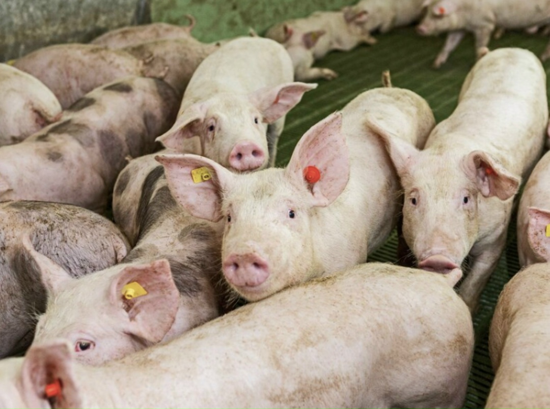 С начала года экспорт ветеринарных вакцин вырос в 1,5 раза относительно всего 2024-го. Об этом сообщила министр сельского хозяйства Оксана Лут на международном…