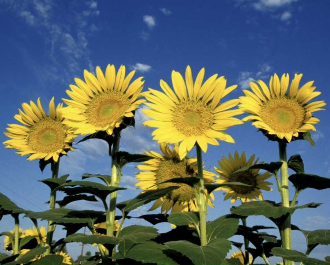 По данным Росстата, сбор зерна и зернобобовых на Юге в этом году составил 28,2 млн, что на 12,1% меньше, чем годом ранее, сообщает РБК. В частности, в…