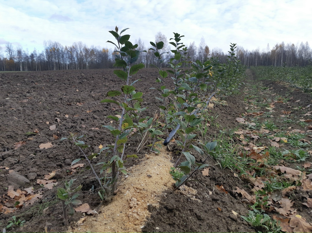 В этом году компания «Брянский сад» (входит в ГК МБК) заложила маточник яблонь для производства собственного подвоя, который ранее закупала, рассказал…