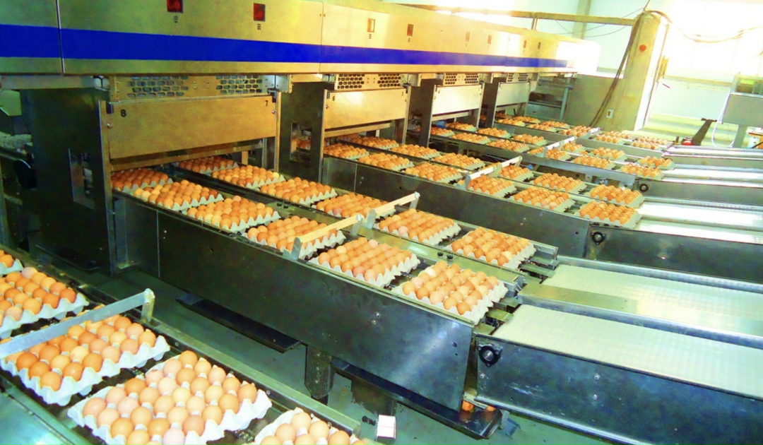 На Белокалитвинской птицефабрике (Ростовская область) сохраняется риск приостановки производства. Причиной кризиса стали «ошибки в управлении и просчеты…